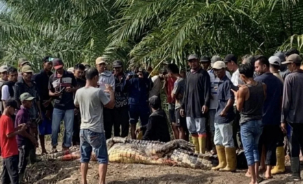 Diterkam Buaya saat Mancing, Warga Rokan Hilir Riau Meninggal Dunia - GenPI.co