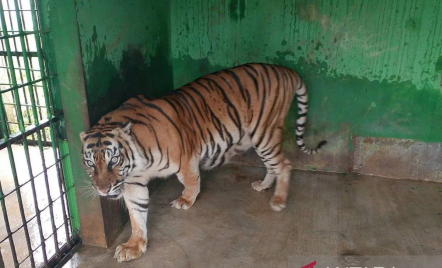 Lagi-Lagi Harimau Koleksi Medan Zoo Mati, Ini Penyebabnya - GenPI.co