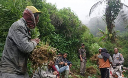 Polisi Kembali Temukan Ladang Ganja Baru di Gunung Semeru, Ada 4 Titik - GenPI.co