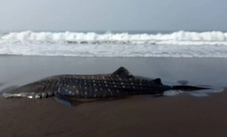 Seekor Hiu Paus Ditemukan Mati Terdampar di Pantai Selatan Jember - GenPI.co