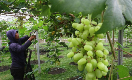 Heboh Anggur Muscat Berbahaya, Ini Langkah Kemenkes - GenPI.co