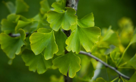 Temukan Manfaat Kesehatan Luar Biasa dari Obat Herbal Ginkgo Biloba - GenPI.co