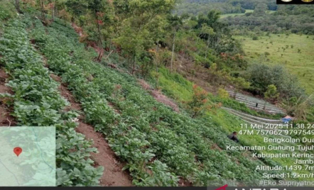 Seusai Temuan Ganja, Tim TNKS Sisir Kawasan Sekitar Gunung Kerinci - GenPI.co