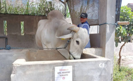 Presiden Beli Sapi Peranakan Ongole Asli Seberat 893 Kg dari Kediri untuk Kurban - GenPI.co