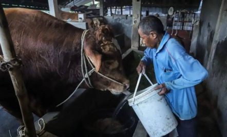 Prabowo Kurban 985 Sapi dari Peternak Lokal, Bobotnya 800 Kg hingga 1,3 Ton - GenPI.co