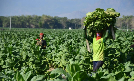 Tarif Cukai Rokok Tak Naik, Pemerintah Siapkan Kawasan Industri Tembakau - GenPI.co