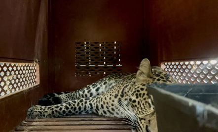 Heboh! Macan Tutul Masuk Hotel di Bandung, Kini Direhabilitasi di Sukabumi - GenPI.co