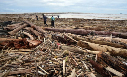 8 Perusahaan di Batang Toru Diselidiki Soal Gelondongan Kayu Hanyut saat Banjir Sumut - GenPI.co