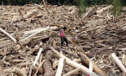 Legislator PKB Minta Pemerintah Investigasi Kayu Gelondongan Terbawa Banjir - GenPI.co