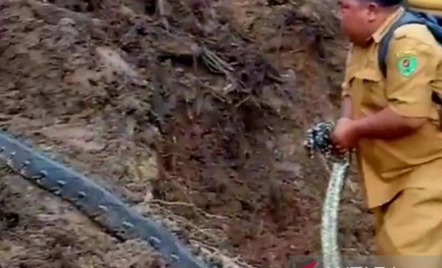 Niat Bersihkan Lumpur, Warga Marancar Tapanuli Selatan Malah Diteror Ular Liar - GenPI.co