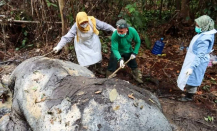 Sadis! Gajah Sumatra Ditemukan Mati Tanpa Kepala, Ditembak di Dahi Gading Diambil - GenPI.co