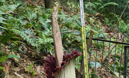 Setelah 12 Tahun, Bunga Bangkai Raksasa Akhirnya Mekar di Kebun Raya Bogor - GenPI.co