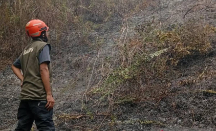2 Ha Lahan di Parigi Moutong Sulteng Terbakar, Petugas Terkendala Akses - GenPI.co