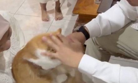 Viral Kucing Oren Ikut Salaman Minta Maaf ke Orang Tua saat Lebaran - GenPI.co