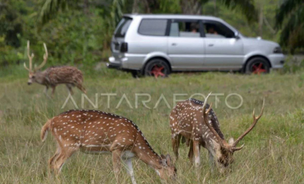 Rusa Tiba-Tiba Menyeberang, Mati Tertabrak Mobil di Tol Serpan Banten - GenPI.co