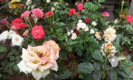 Bunga Mawar Jadi Tanaman Hias Paling Banyak Dicari di Musim Hujan - GenPI.co