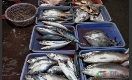 Pedagang Bagikan Ikan yang Tak Laku dijual, Alasannya Mulia! - GenPI.co