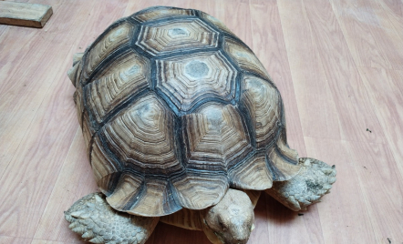 Kura-kura Sulcata Motifnya, Cocok yang Pengin Peliharaan Unik - GenPI.co