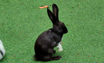 Bandung Rabbit Lover Edukasi Masyarakat Tentang Kelinci - GenPI.co