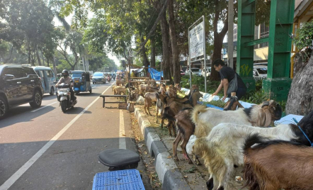 Larangan Berjualan di Trotoar, Penjual Hewan Kurban Protes - GenPI.co