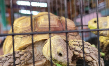 Kura-kura Sulcata, Hewan Peliharaan Paling Populer di Dunia - GenPI.co