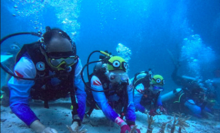 Pulihkan Ekosistem Wisata Laut di Aceh, Pekerja BRI Lakukan Transplantasi Terumbu Karang di Perairan Kepulauan Sabang - GenPI.co Bali