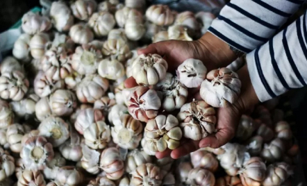 Kabar Baik Bunda, Harga Bawang Putih di Bandung Turun Rp 3000 - GenPI.co Jabar