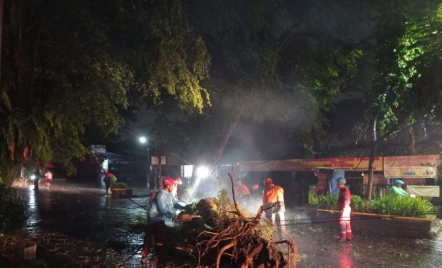 Hujan Deras di Kota Bogor, 3 Pohon Besar Tumbang - GenPI.co Jabar
