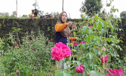 Harga Bunga Tabur di Boyolali Turun, Petani Sambat Ini - GenPI.co Jateng