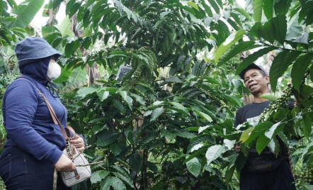 Open Trip, Cara Baru Belajar Kopi Batang dari Kebun ke Cangkir - GenPI.co Jateng