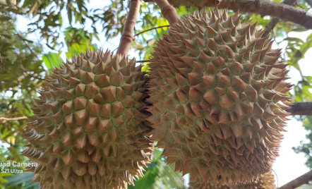 Wow! Ada Pohon Durian Usia Ratusan Tahun di Desa Pakis Rembang - GenPI.co Jateng
