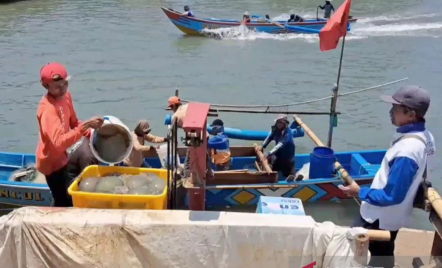 Alhamdulillah! Nelayan di Cilacap Panen Ubur-Ubur - GenPI.co Jateng