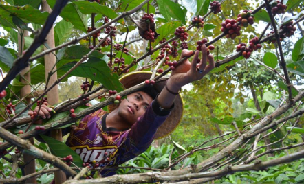 Daftar Wisata Kopi di Jawa Timur, Seru Loh - GenPI.co Jatim