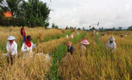 Panen Raya di Bojonegoro, Petani Menangis, Ini Penyebabnya - GenPI.co Jatim