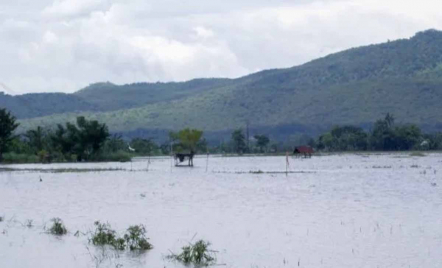Ratusan Hektare Sawah di Situbondo Terendam Banjir, Petani Rugi Jutaan Rupiah - GenPI.co Jatim