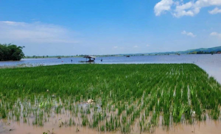 Pemkab Situbondo Sebut 680 Hektare Lahan Pertanian Terendam Banjir - GenPI.co Jatim