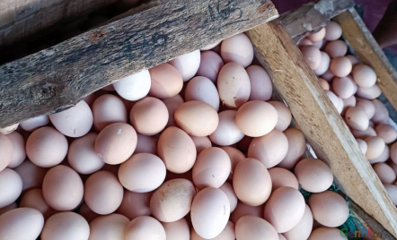 Sudah 3 Bulan Harga Telur Ayam Naik Turun, Sekarang jadi Sebegini - GenPI.co Jatim