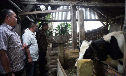 Kabupaten Malang Wilayah Barat Darurat PMK, Jumlahnya Ribuan - GenPI.co Jatim
