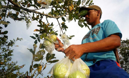 Jambu Kristal Manfaatnya Wah! Cocok Bagi yang Ingin Diet - GenPI.co Jogja