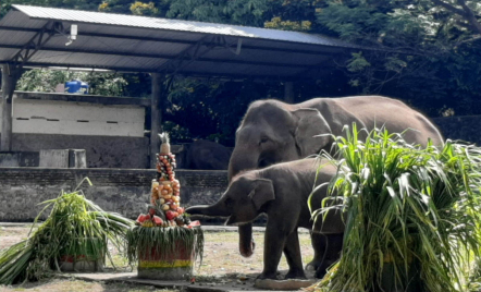 Seru! Bayi Gajah Si Arinta di GL Zoo Yogyakarta Rayakan Ultah - GenPI.co Jogja
