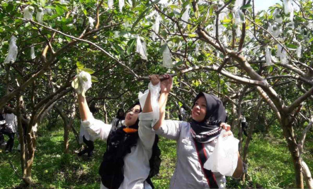 3 Khasiat Daun Jambu Biji, Bisa Bikin Wanita Happy - GenPI.co Jogja