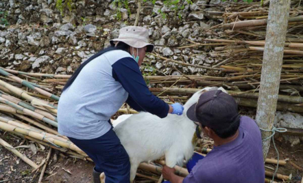 22 Orang di Gunungkidul Diambil Sampel Darah untuk Deteksi Antraks - GenPI.co Jogja