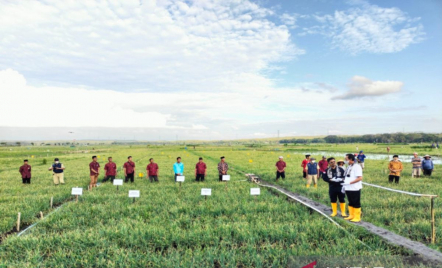 Petani di Kulon Progo Terapkan Sistem Hemat Air untuk Atasi Dampak El Nino - GenPI.co Jogja