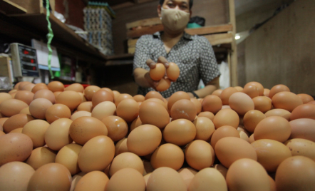Terus Naik, Harga Telur Ayam di Kaltim Tembus Sebegini Bu - GenPI.co Kaltim