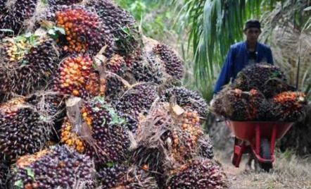 Harga Kelapa Sawit Riau Turun, Petani Pasti Sedih - GenPI.co Riau