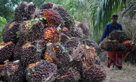 Perusahaan Sawit di Riau Baru 30 Persen Miliki Seritifikasi ISPO - GenPI.co Riau