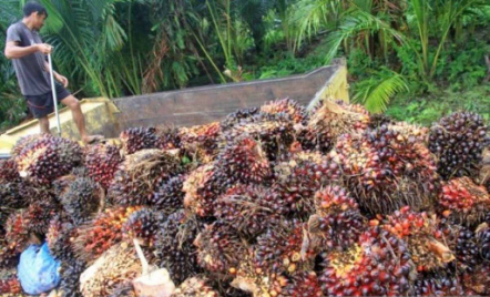 Tanam Sawit Plasma, Produktivitas Petani di Rohul Meningkat - GenPI.co Riau