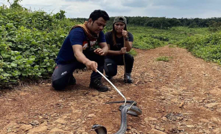 Panji Petualang Tangani Ular King Kobra yang Gigit Imam Rokhani - GenPI.co Riau