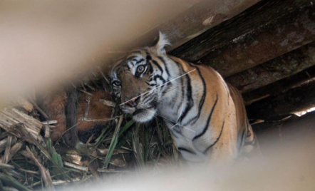 BBKSDA Riau Cek Lokasi Warga Melihat Harimau di Kebun Sawit Siak - GenPI.co Riau