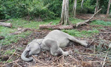 Anak Gajah Mati di TWA Kampar, BBKSDA Riau Beber Penyebabnya - GenPI.co Riau